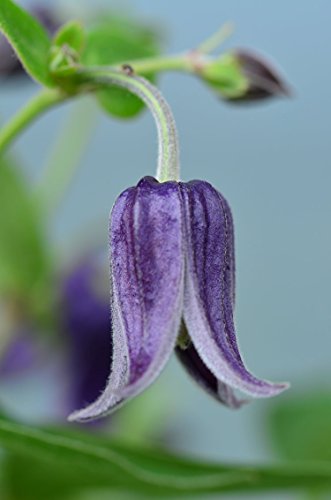 Waldrebe Fascination - kaufen & pflegen