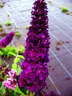 Schmetterlingsstrauch Buddleja Black Knight – Blüte in Nahaufnahme