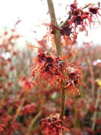 rot blühende Zaubernuss Hamamelis intermedia Feuerzauber - kaufen & pflegen