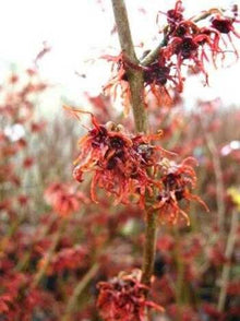 rot blühende Zaubernuss Hamamelis intermedia Feuerzauber – Blüte in Nahaufnahme