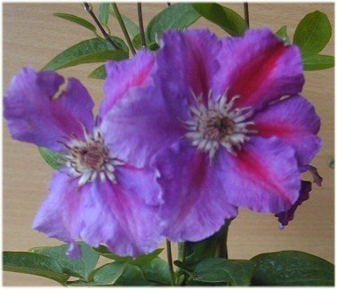 Waldrebe Myoojo - kaufen & pflegen