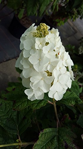eichenblättrige Hortensie Snow Queen – Blüte in Nahaufnahme