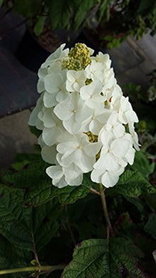 eichenblättrige Hortensie Snow Queen – Blüte in Nahaufnahme