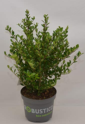 japanische Hülse Ilex crenata robustico - kaufen & pflegen