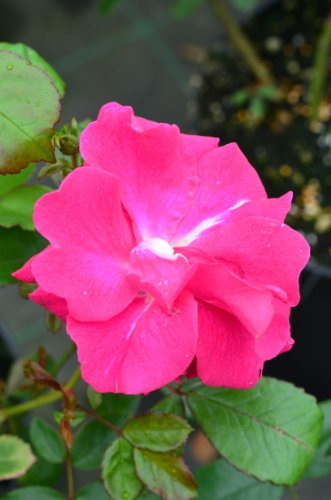 Beetrose Joseph Guy hellrosa halb gefüllt blühend - kaufen & pflegen