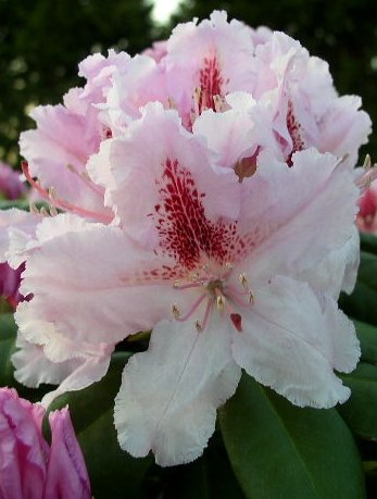 Alpenrose Le Progrs | Plantenwelt Wiesmoor
