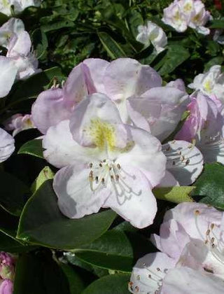 Alpenrose Gomer Waterer – Blüte in Nahaufnahme