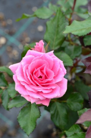 Beetrose Carol -R- rosa gefüllt blühend – Blüte in Nahaufnahme
