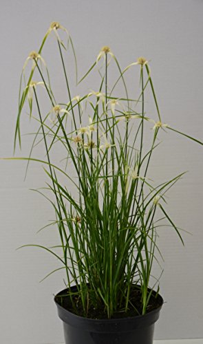 Sternentänzer Gras Rhynchospora colorata im 3 Liter Pflanzcontainer - kaufen & pflegen