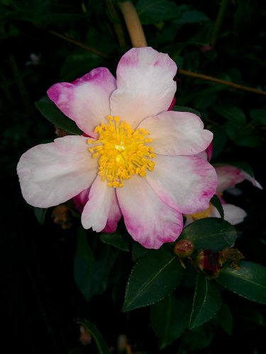 Winterharte Kamelie Rainbow zartrosa gestreift - kaufen & pflegen