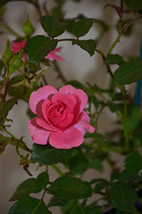 bodendeckende, jetzt ca. 40 cm breite Rose Mirato