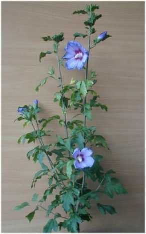 Hibiscus blau blühend Hibscus Blue B…