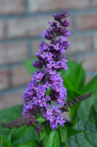 Schmetterlingsstrauch Buddleja Border Beauty - kaufen & pflegen