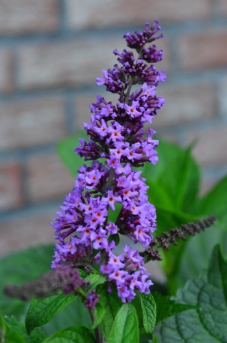 Schmetterlingsstrauch Buddleja Border Beauty - kaufen & pflegen