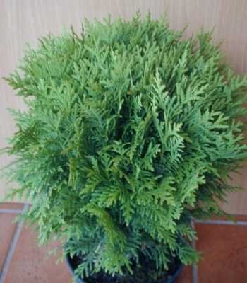 Kugel Lebensbaum Thuja occidentalis…