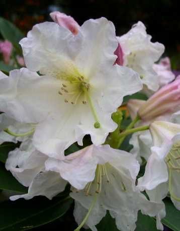 Alpenrose Dufthecke® - kaufen & pflegen