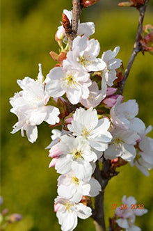 Japanische Säulenzierkirsche Amanogawa – Blüte in Nahaufnahme
