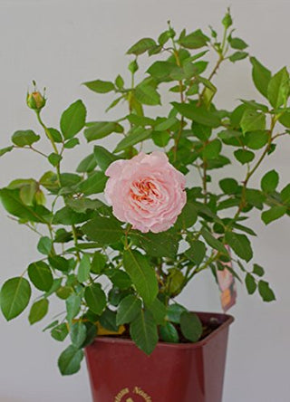 Nostalgie® Edelrose Augusta Luise® jetzt ca. 40 cm hoch - kaufen & pflegen