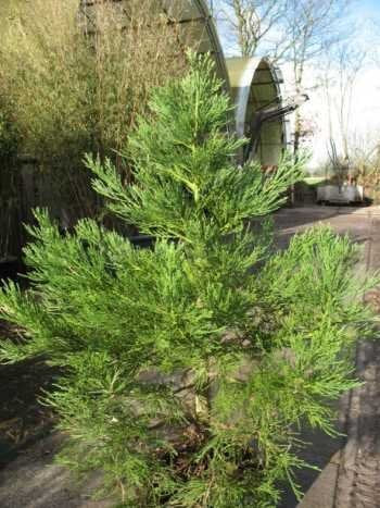 immergrüner Mammutbaum - kaufen & pflegen