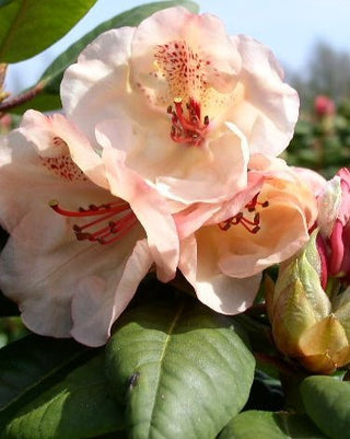 Alpenrose Viscy – Blüte in Nahaufnahme
