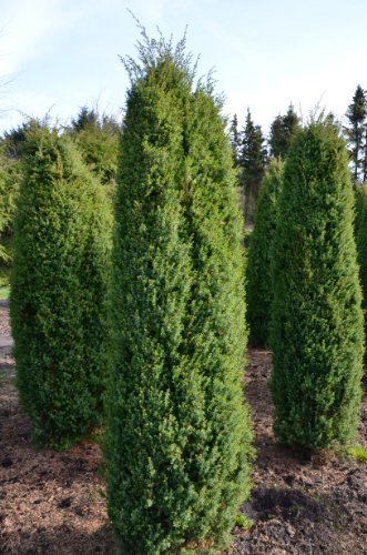 irischer Säulenwacholder Hibernica - kaufen & pflegen