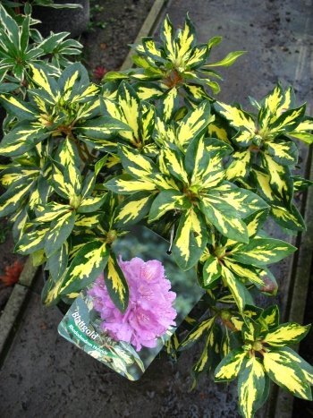 Alpenrose Blattgold kaufen | Plantenwelt  Plantenwelt Wiesmoor