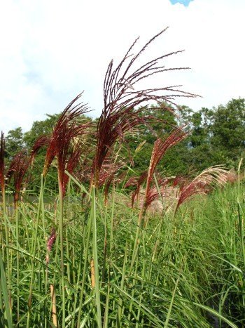 Chinagras Malepartus - kaufen & pflegen