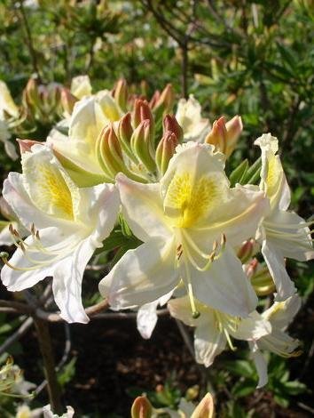 Garten Azalee Daviesii - kaufen & pflegen