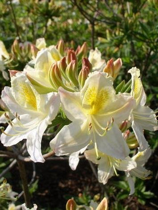 Garten Azalee Daviesii - kaufen & pflegen