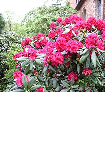 Alpenrose Nova Zembla INKARHO