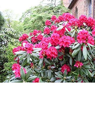 Alpenrose Nova Zembla INKARHO - kaufen & pflegen