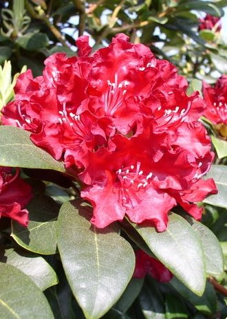 Alpenrose Sammetglut - kaufen & pflegen