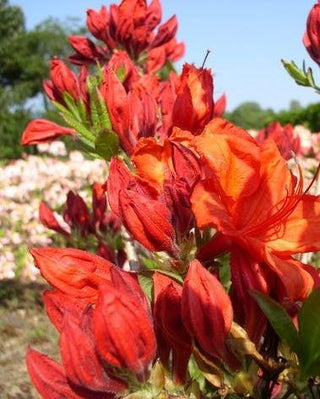 Garten Azalee Feuerwerk - kaufen & pflegen