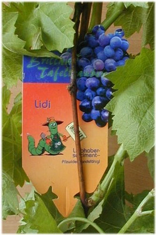 Weinrebe Lidi – Pflanze im Verkaufscontainer