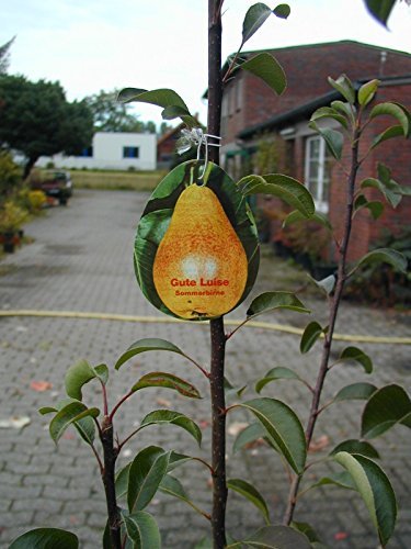 Gute Luise, Sommerbirne Busch - kaufen & pflegen