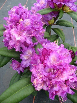 Alpenrose Alfred – Blüte in Nahaufnahme