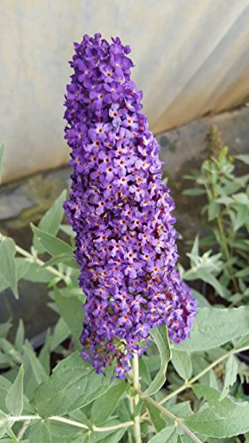 Zwerg-Schmetterlingsstrauch Buddleja Buzz Midnight - kaufen & pflegen