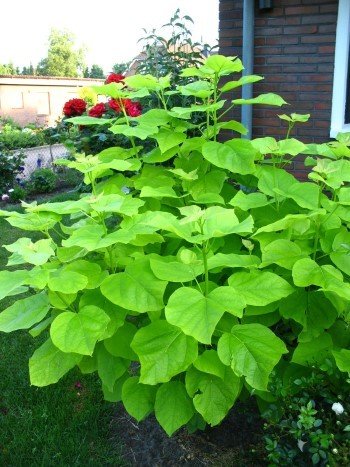 Gold Trompetenbaum - kaufen & pflegen