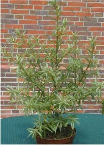 Sanddorn weiblich Hippophae rhamnoides Leikora - kaufen & pflegen