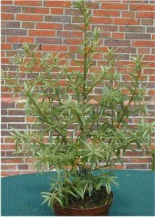 Sanddorn weiblich Hippophae rhamnoides Leikora - kaufen & pflegen