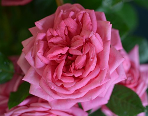 Nostalgie® Edelrose Romina® jetzt ca. 80 cm hoch - kaufen & pflegen