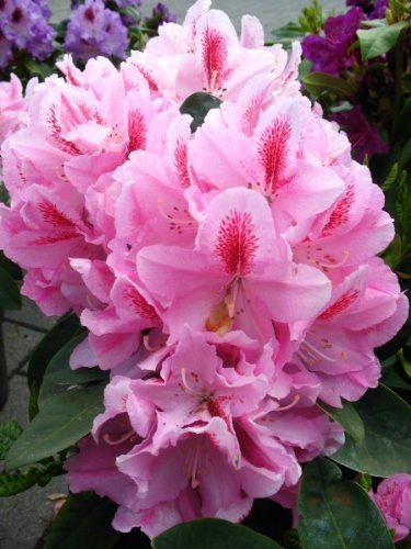 Alpenrose Furnivall's Daughter - kaufen & pflegen