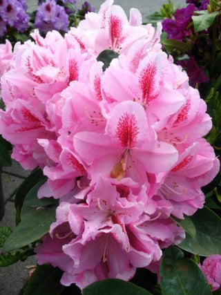 Alpenrose Furnivall's Daughter - kaufen & pflegen