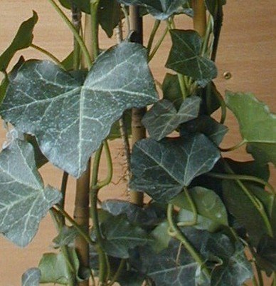 irischer Efeu - kaufen & pflegen