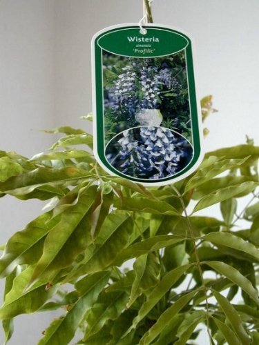 veredelter Blauregen Profilic