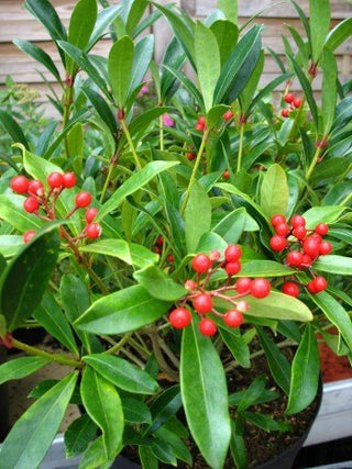Frucht Skimmie, Skimmia japonica – Früchte am Zweig