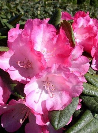 Yakushima Alpenrose Fantastica - kaufen & pflegen