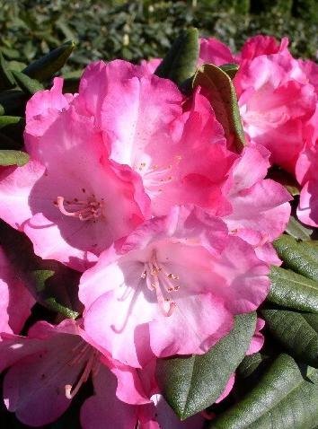 Yakushima Alpenrose Fantastica - kaufen & pflegen