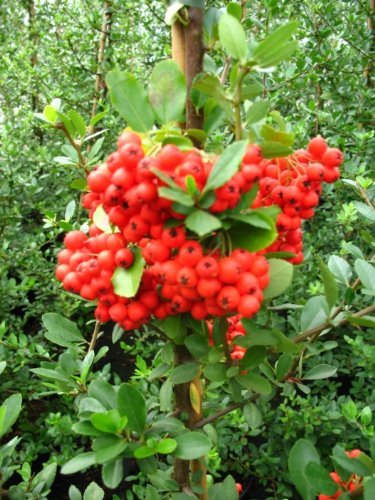 Feuerdorn - Pyracantha coccinea ‘Red Column’ - kaufen & pflegen