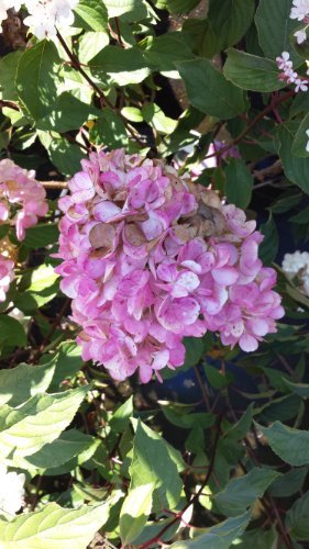 Rispenhortensie Hydrangea paniculata Vanille Fraise - kaufen & pflegen